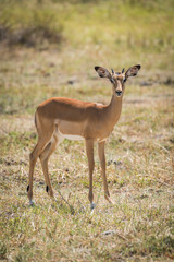 Young impala standing on plain facing camera