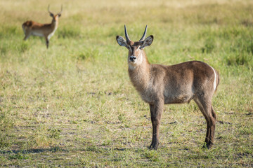 Young waterbuck and red lechwe in meadow