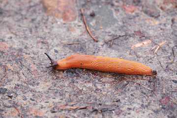 red forest snail crawling on the dirt of a wet forest bottom