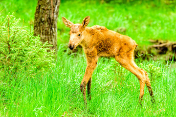 Moose (Alces alces), here a two day old calf with mud on its lower parts of the legs. It is standing in green grass with trees in the background. Adorable little creature.