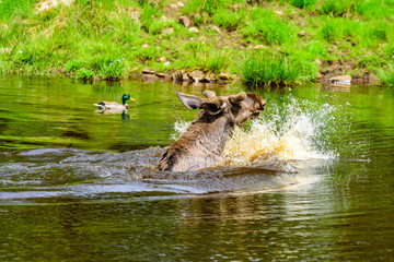Moose (Alces alces), here a bull is bathing in a forest lake. Most of the body is submerged under water.