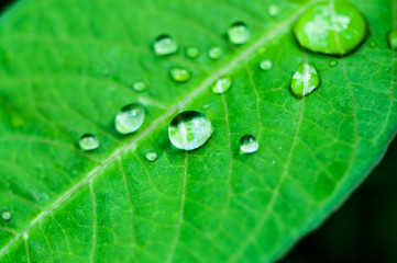leave and water drops