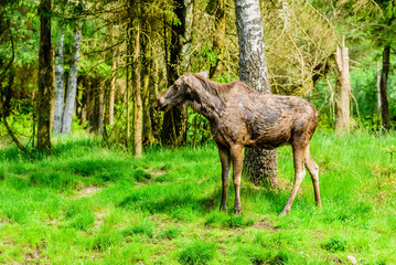 Moose (Alces alces), here a cow is standing in front of a birch tree after a swim in the lake.