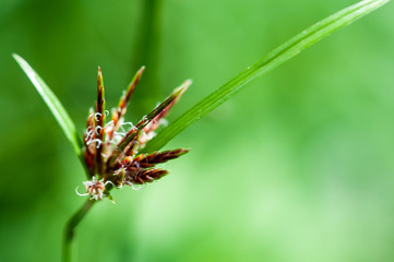 background with grass