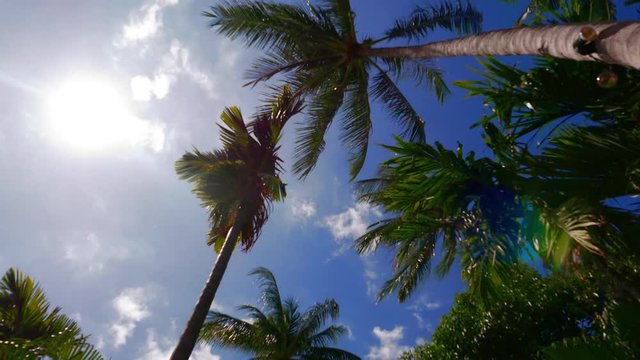 Perspective view of coconut palm trees and sky from the beach upside down - El Nido Palawan in Philippines - Wide angle view of exclusive destination theme in sunny day - Warm greenish vintage filter