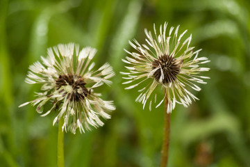Two white fluffy dandelions on natural floral background.