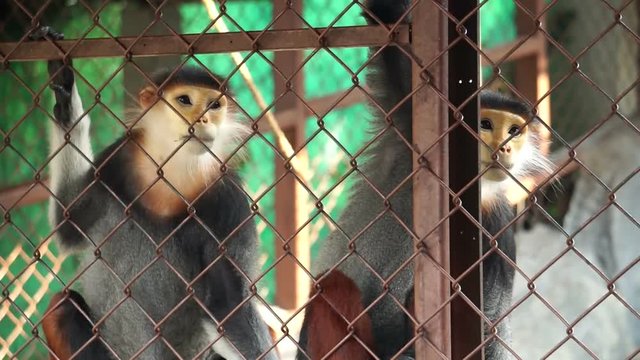 Red-shanked douc five colors endanger wild monkey in the cage. Rare animal of south east Asia