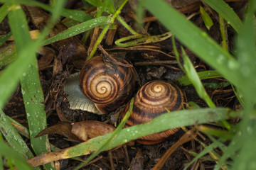 Couple of snails in garden on green grass.