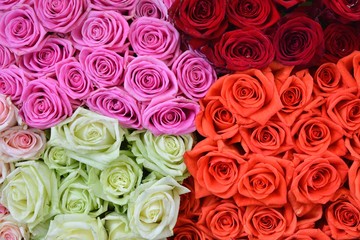 Roses background. Fresh rose. Flowers for love.