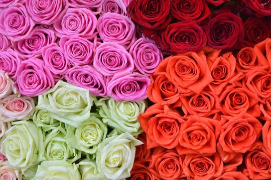 Roses background. Fresh rose. Flowers for love.