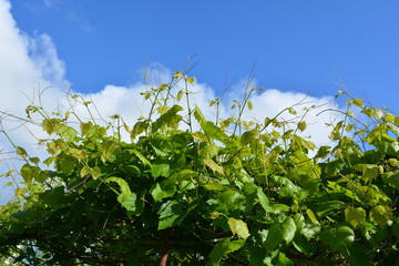Fototapeta na wymiar Выращивание винограда