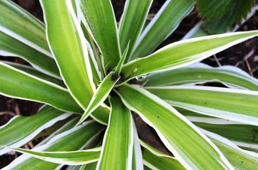 Obraz premium Plant close up