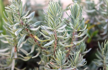 Lavender Leafs close up, herbs
