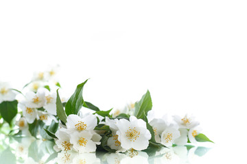 Fototapeta na wymiar jasmine white flower