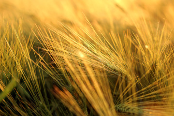 Gold barley straws in sunset 