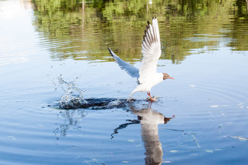 the seagulls flying over the river in summer day