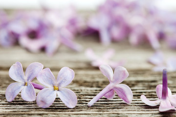 small lilac flowers on old dark wooden surface