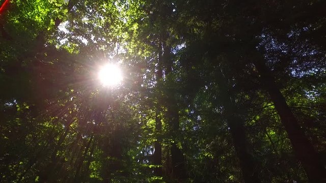 Sun shines in spring forest.