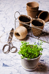 Seedlings of green watercress