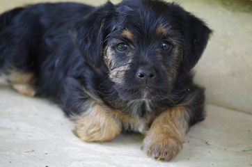 Cucciolo © Mich Ele