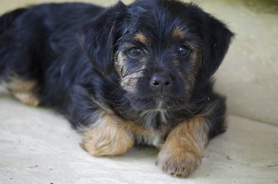 Cucciolo
