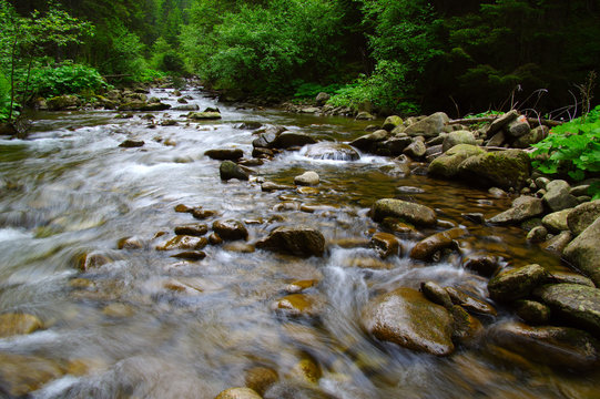 Mountain river in the green forest