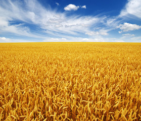 wheat field and sky