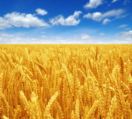 wheat field and sky
