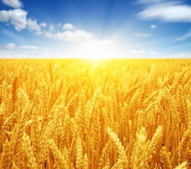 Naklejka premium Wheat field and sun