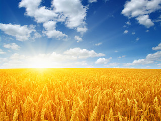 Naklejka premium Wheat field and sun