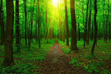 Obraz premium Forest and sun
