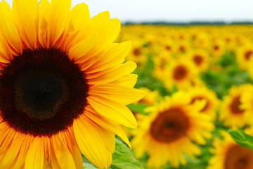 Obraz premium Close up of sunflower