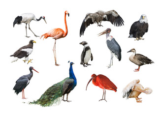 Fototapeta premium A collage of birds from different continents