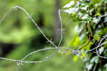 Stacheldraht und Natur. Gegensätze
