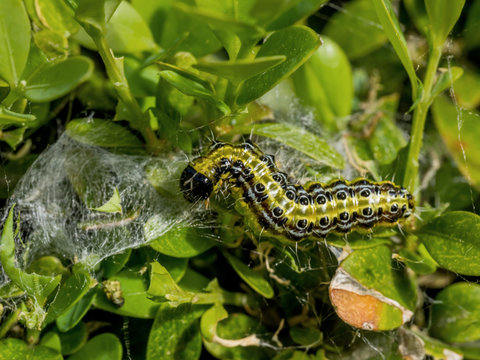 Buchsbaumz&uuml;nsler Raupe im Garten ist  gro&szlig;er Sch&auml;dling,