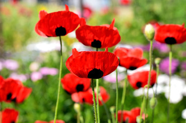 Flowering red poppy.