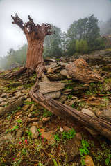 Wrinkled dead tree trunk