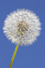 Close up of grown dandelion in the sunlight and a clear blue sky background