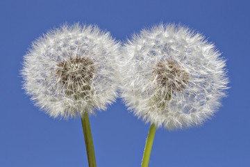 Close up of grown dandelions in the sunlight and a clear blue sky background