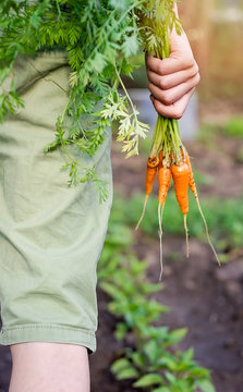 Child holding fresh garden carrots