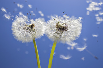 Close up of grown dandelions and dandelion seeds in the sunlight blowing away across the blue sky background