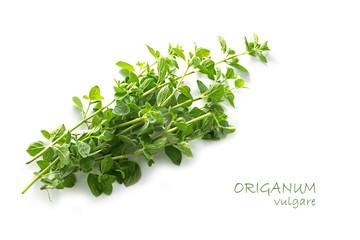 fresh green oregano, Origanum vulgare, isolated on white 