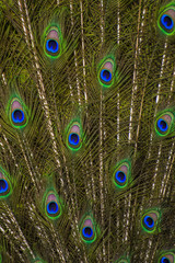 Obraz premium Peacock feather texture background