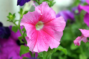 Beautiful Pink Petunia Flowers Outdoor
