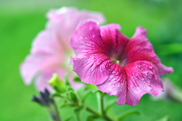 Obraz premium Beautiful Pink Petunia Flower Outdoor In Summer Garden