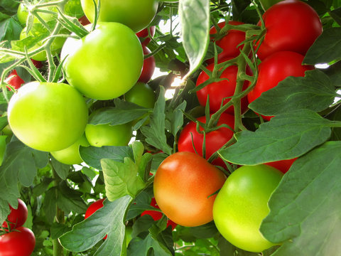 The red and green tomatoes on the Bush in the greenhouse