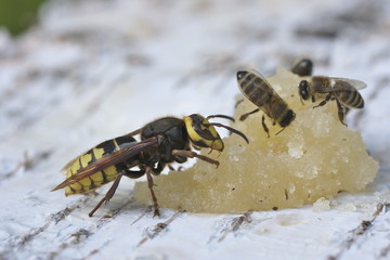 Hornet eats honey.
