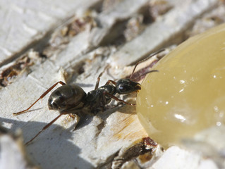 Ant eating honey.