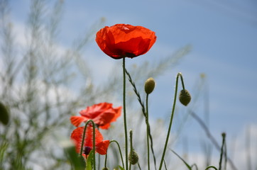 Obraz premium Red poppy flowers meadow. Photo.