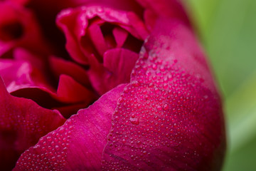 red peony flower and drops of dew on petals slices